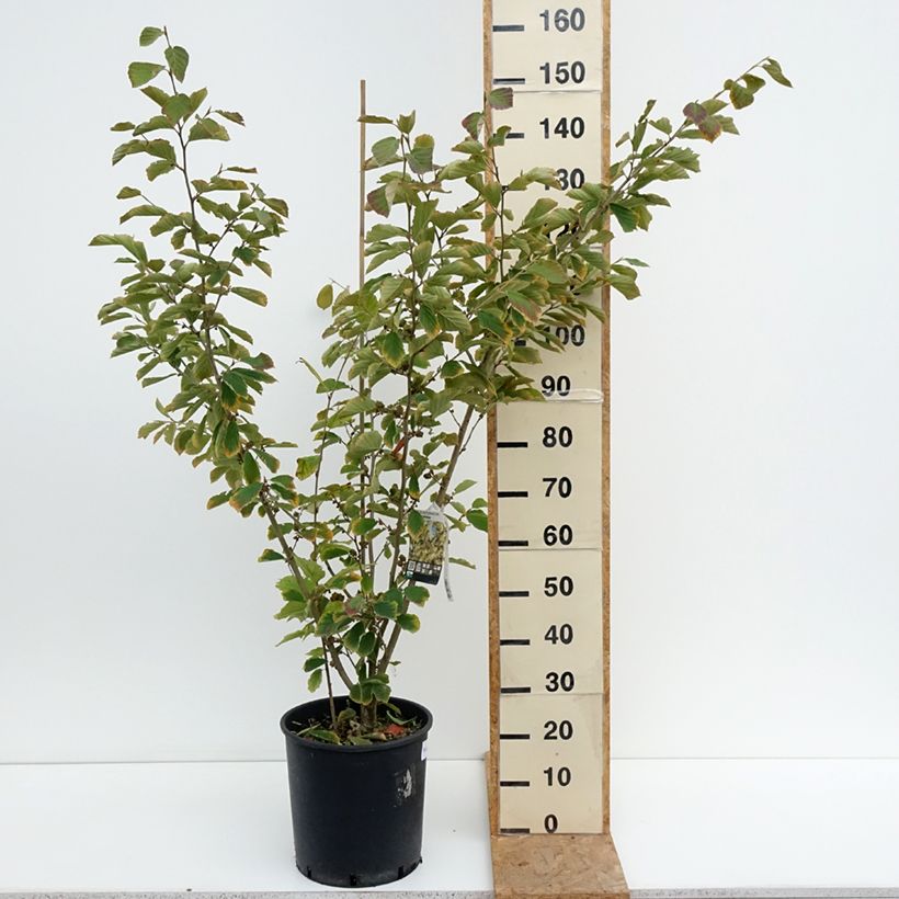 Esemplare di Hamamelis intermedia Arnold Promise - Amamelide Vaso da 18L/20L consegnato in estate