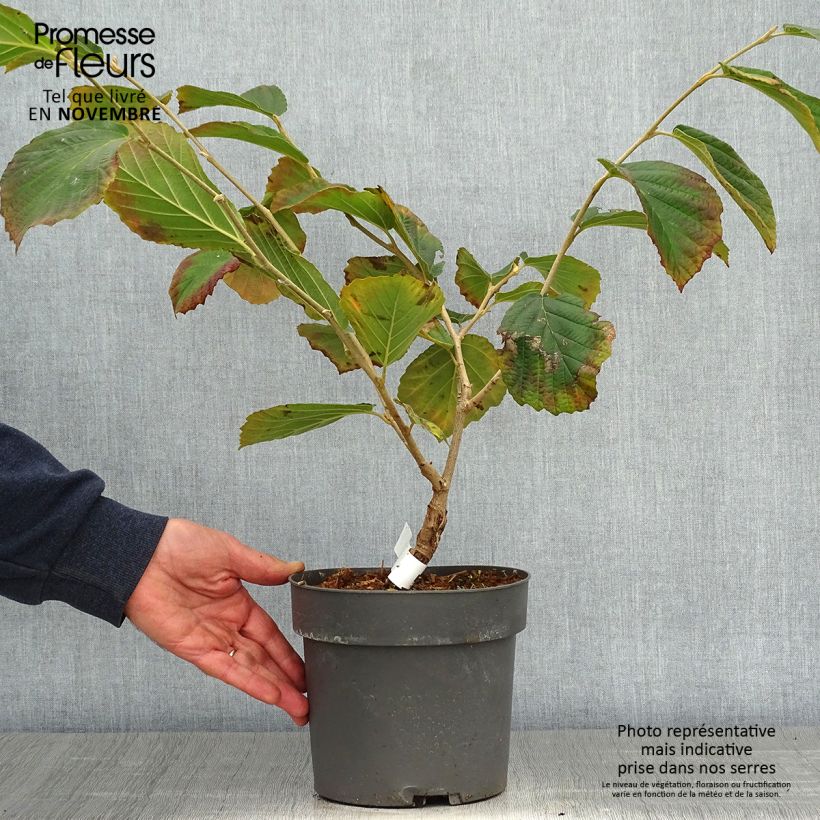 Esemplare di Hamamelis intermedia Diane - Amamelide Vaso da 2L/3L come consegnato in autunno