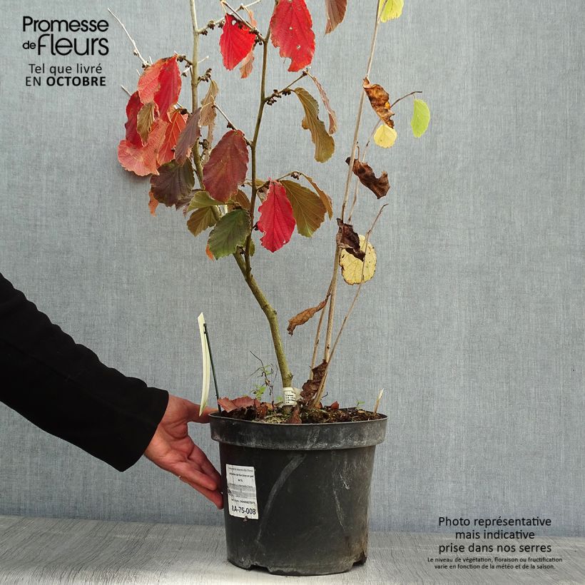 Esemplare di Hamamelis intermedia Diane - Amamelide Vaso da 4L/5L come consegnato in autunno