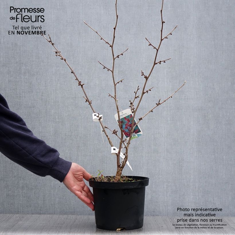 Esemplare di Hamamelis intermedia Ruby Glow - Amamelide Vaso da 4L/5L come consegnato in autunno
