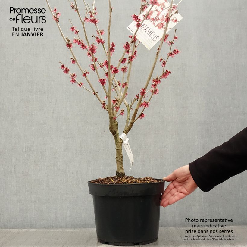 Hamamelis intermedia Ruby Glow - Amamelide Vaso da 6L/7L esemplare consegnato in inverno