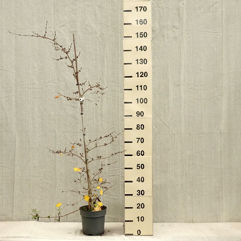 Esemplare di Hamamelis japonica Pendula - Amamelide Vaso da 6L/7L come consegnato in autunno
