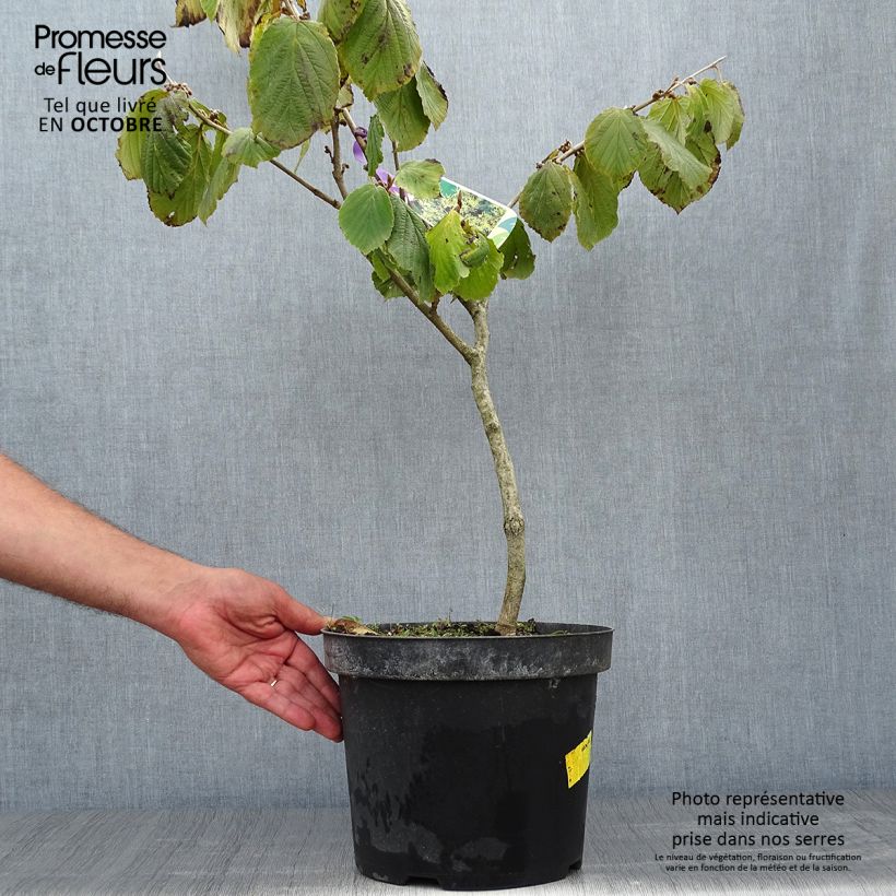 Esemplare di Hamamelis mollis Pallida - Amamelide cinese Vaso da 4L/5L come consegnato in autunno