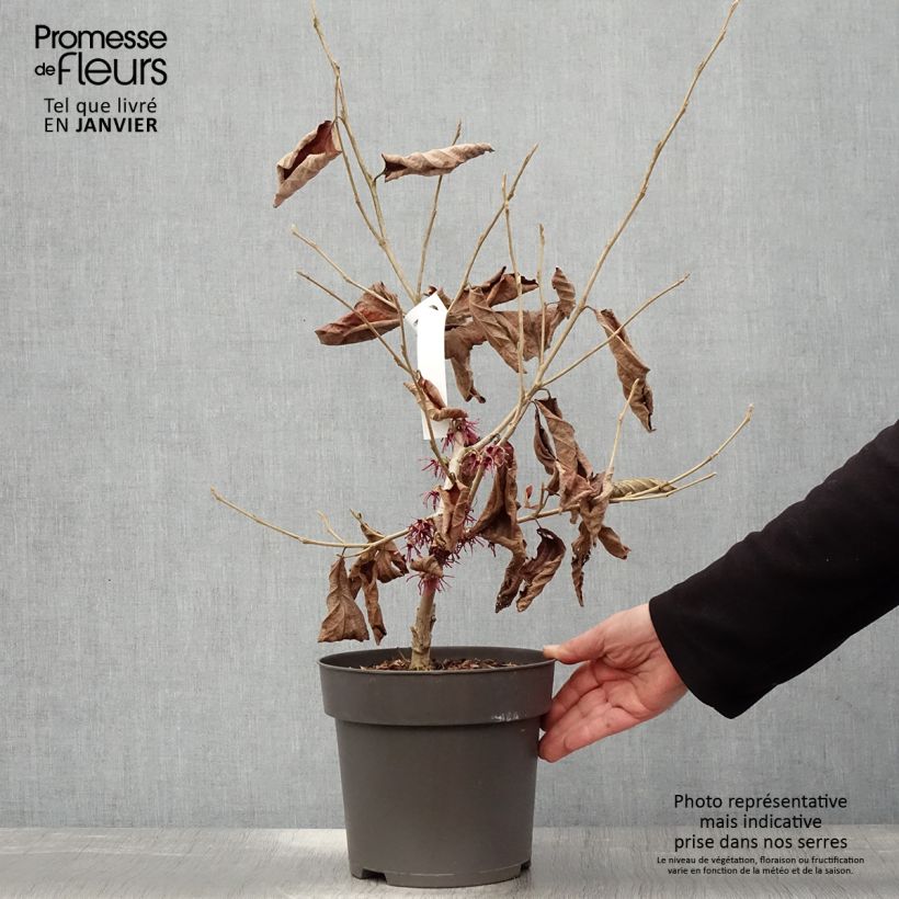 Hamamelis vernalis Washington Park - Amamelide Vaso da 4L/5L esemplare consegnato in inverno