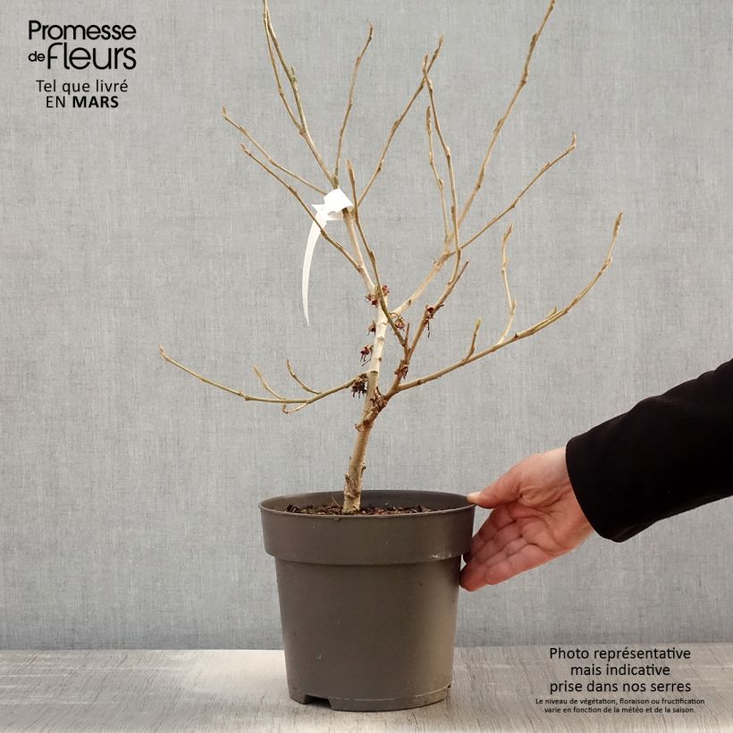Hamamelis vernalis Washington Park - Amamelide Vaso da 4L/5L esemplare consegnato in primavera
