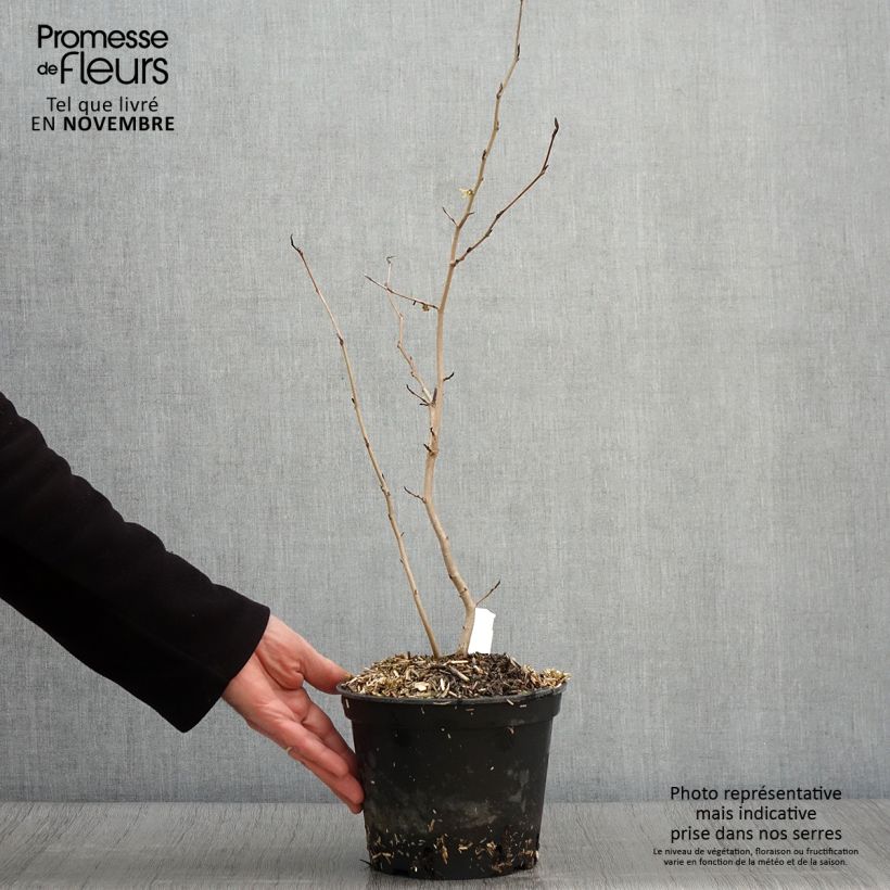 Esemplare di Hamamelis virginiana - Amamelide Vaso da 3L/4L come consegnato in autunno