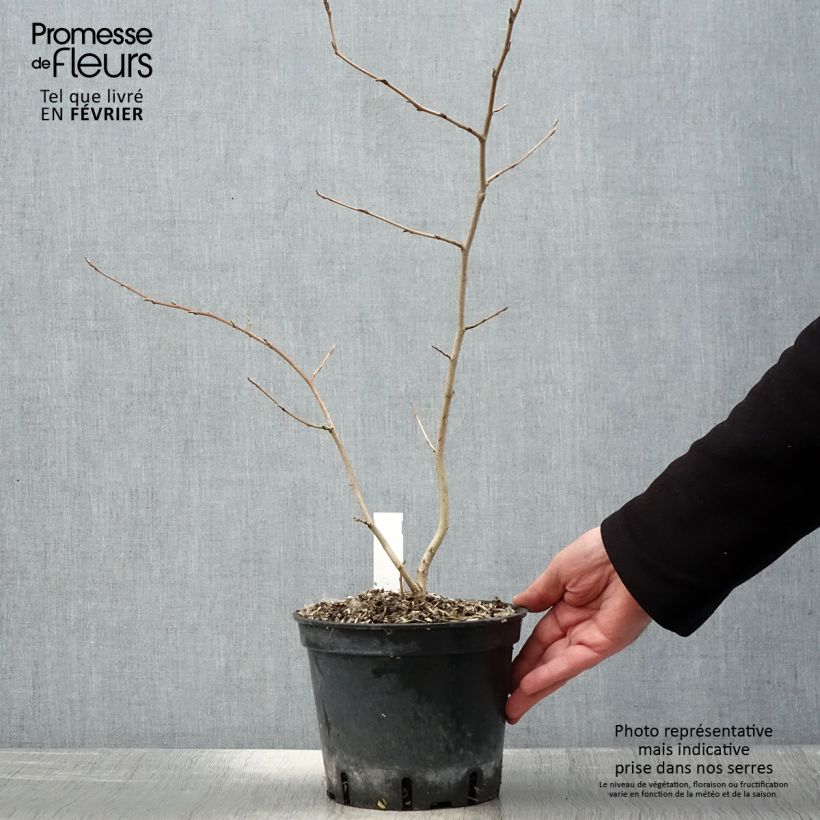 Hamamelis virginiana - Amamelide Vaso da 3L/4L esemplare consegnato in inverno