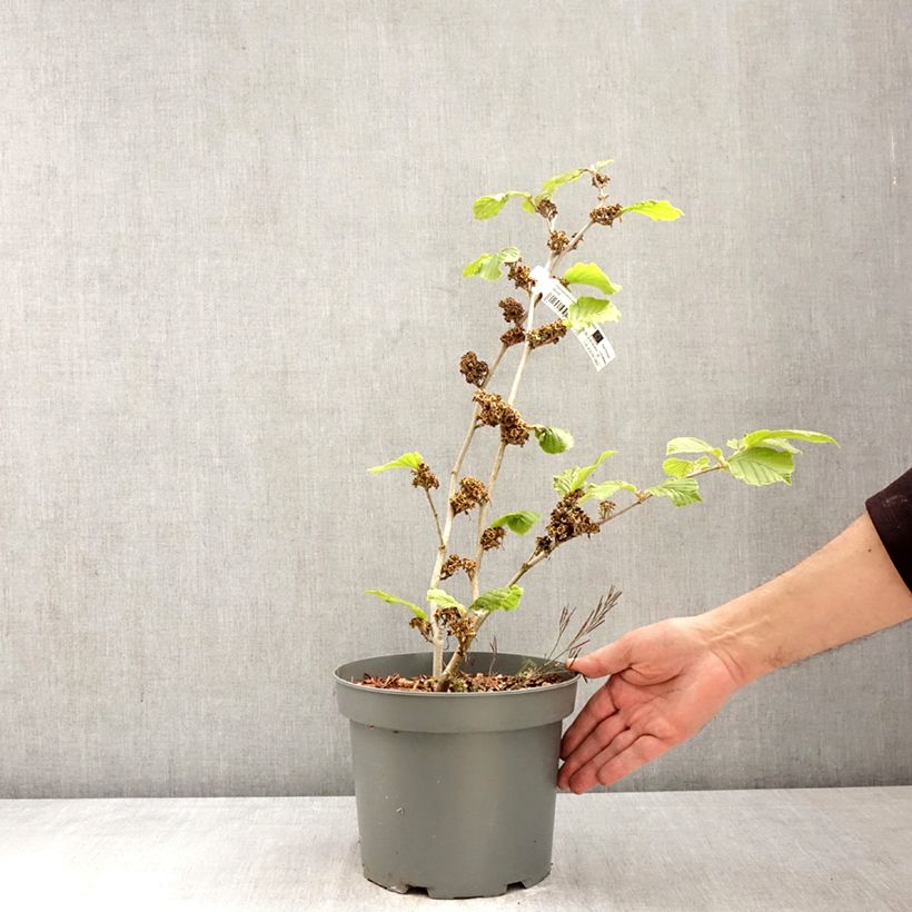 Hamamelis intermedia Barmstedt Gold - Amamelide Vaso da 4L/5L esemplare consegnato in primavera