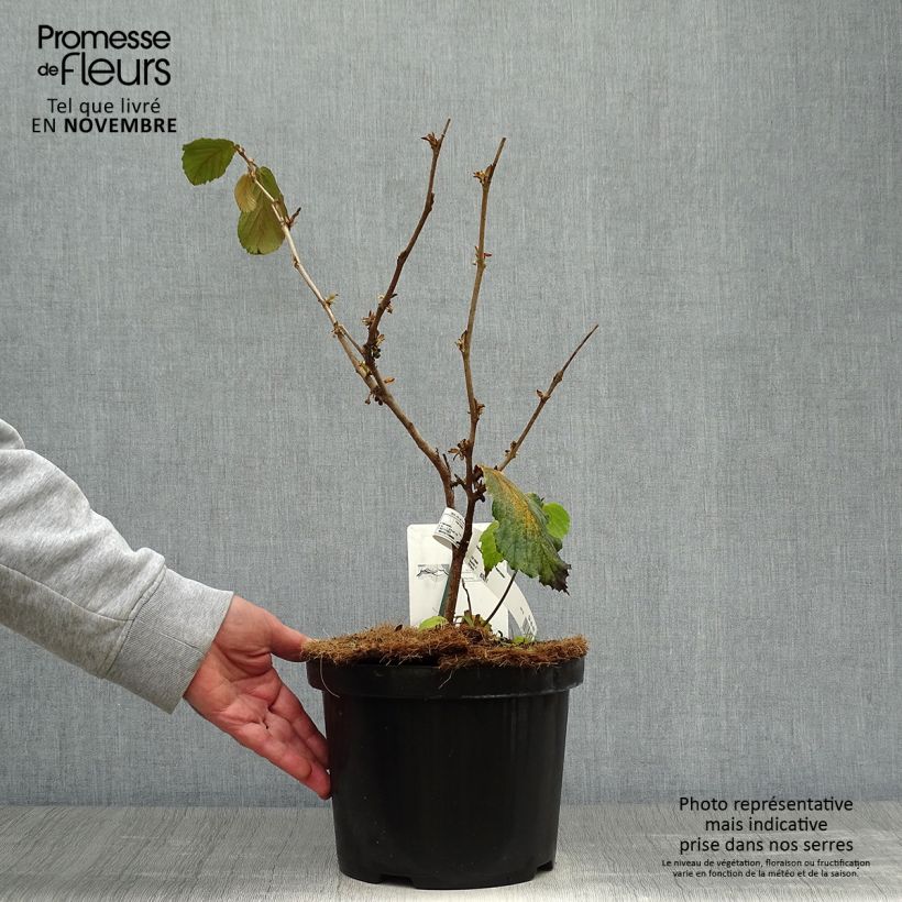 Esemplare di Hamamelis intermedia Feuerzauber - Amamelide Vaso da 4L/5L come consegnato in autunno