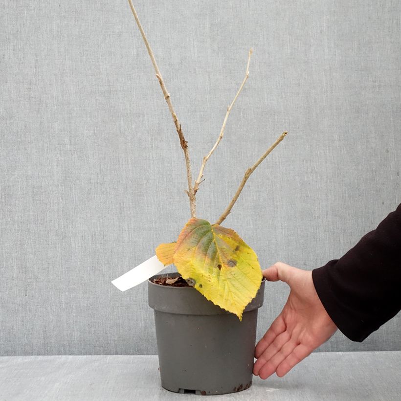 Esemplare di Hamamelis intermedia Orange Beauty - Amamelide Vaso da 3L/4L come consegnato in autunno