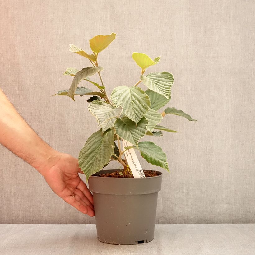 Esemplare di Hamamelis intermedia Orange Beauty - Amamelide Vaso da 3L/4L consegnato in estate