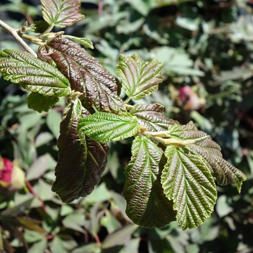 Hamamelis intermedia Orange Peel - Amamelide (Fogliame)