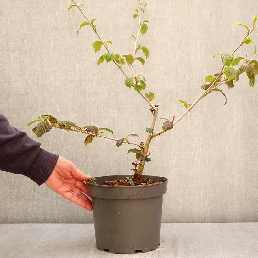 Hamamelis intermedia Orange Peel - Amamelide Vaso da 3L/4L esemplare consegnato in primavera