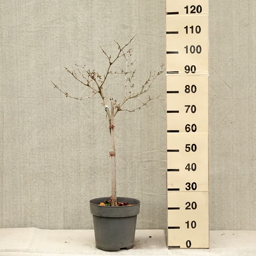 Esemplare di Hamamelis intermedia Rubin - Amamelide Vaso da 7,5L/10L come consegnato in autunno