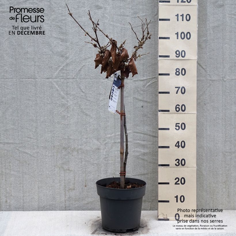 Hamamelis intermedia Rubin - Amamelide Vaso da 7,5L/10L esemplare consegnato in inverno