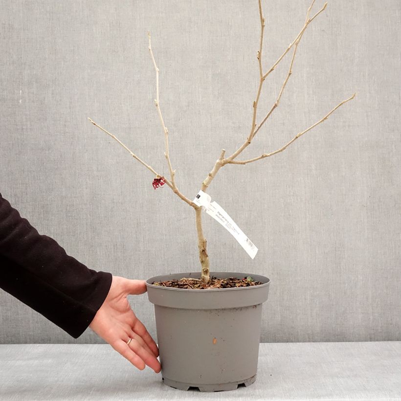 Hamamelis intermedia Yamina - Amamelide Vaso da 4L/5L esemplare consegnato in inverno