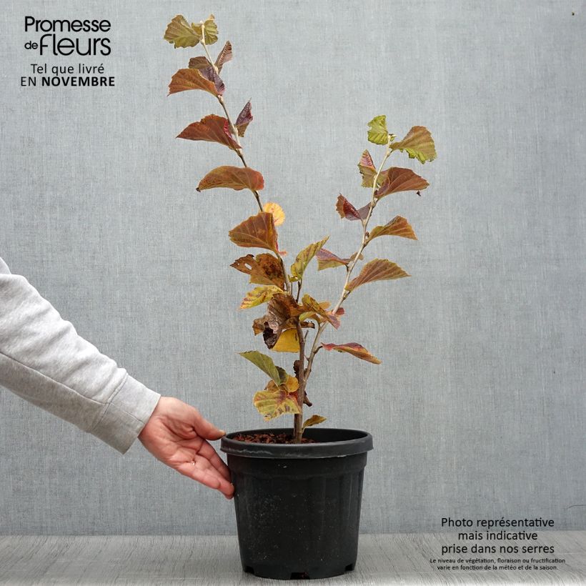 Esemplare di Hamamelis intermedia Yamina - Amamelide Vaso da 4L/5L come consegnato in autunno