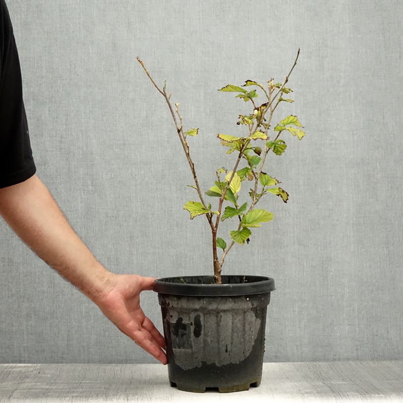 Esemplare di Hamamelis intermedia Yamina - Amamelide Vaso da 4L/5L consegnato in estate