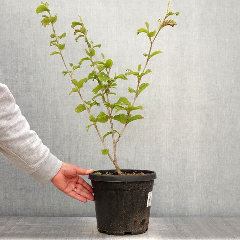 Hamamelis intermedia Yamina - Amamelide Vaso da 4L/5L esemplare consegnato in primavera