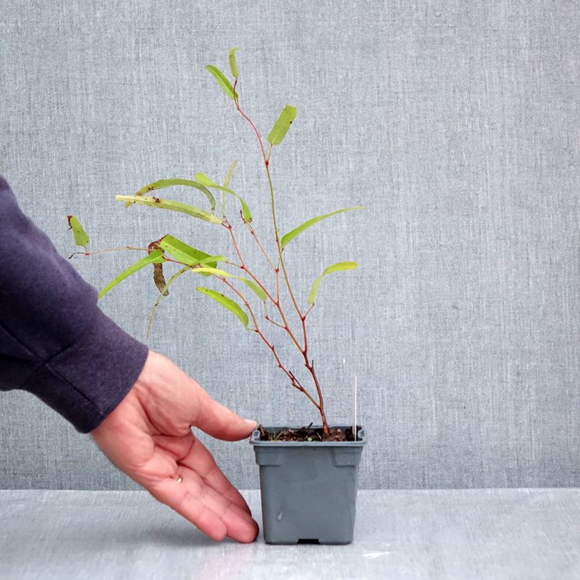 Esemplare di Hardenbergia violacea Meema Vasetto da 8/9 cm come consegnato in autunno