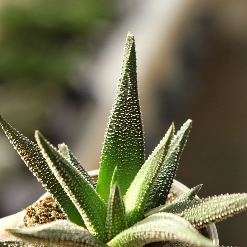 Haworthia fasciata Concolor (Fogliame)
