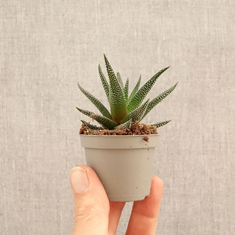 Haworthia fasciata Concolor mini-pianta esemplare consegnato in primavera