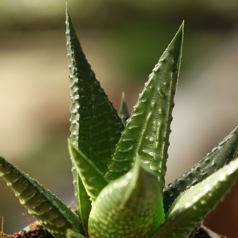 Haworthia Gasworthia  (Fogliame)