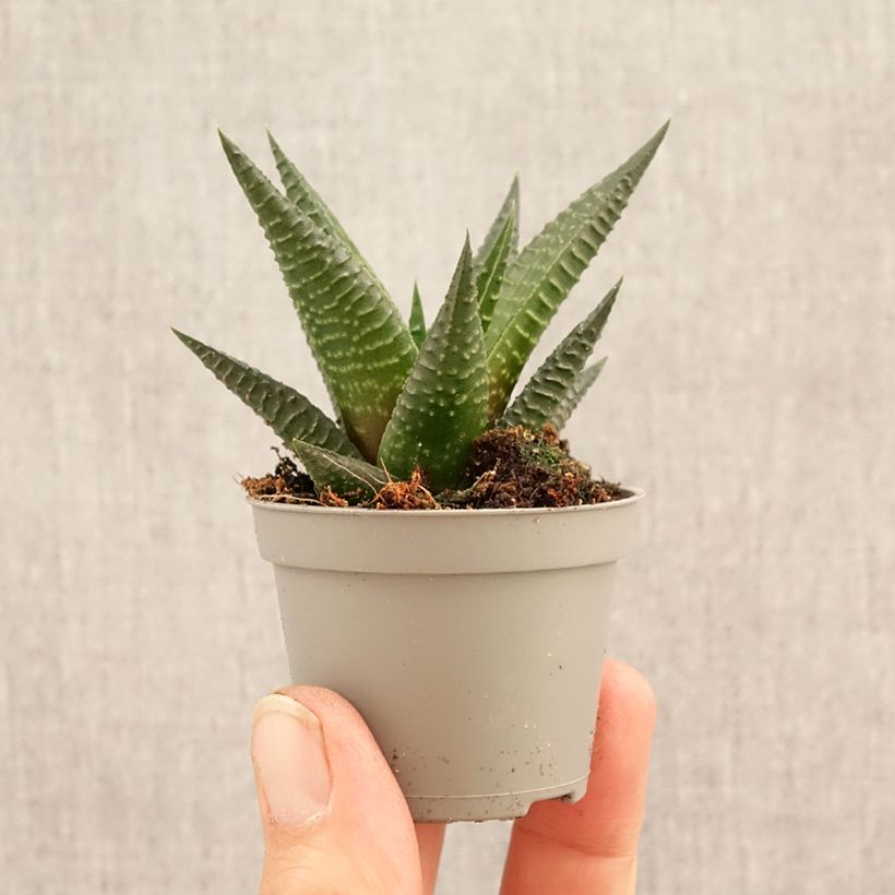 Haworthia Gasworthia  mini-pianta esemplare consegnato in primavera