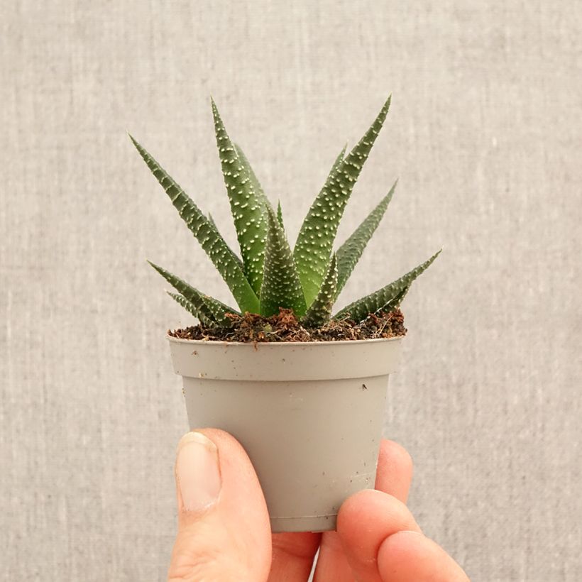 Haworthia limifolia mini-pianta esemplare consegnato in primavera
