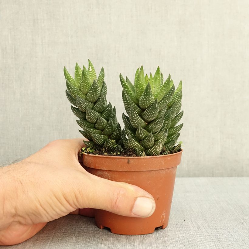 Esemplare di Haworthiopsis reinwardtii Vaso da Ø 10 cm/11 cm consegnato in estate