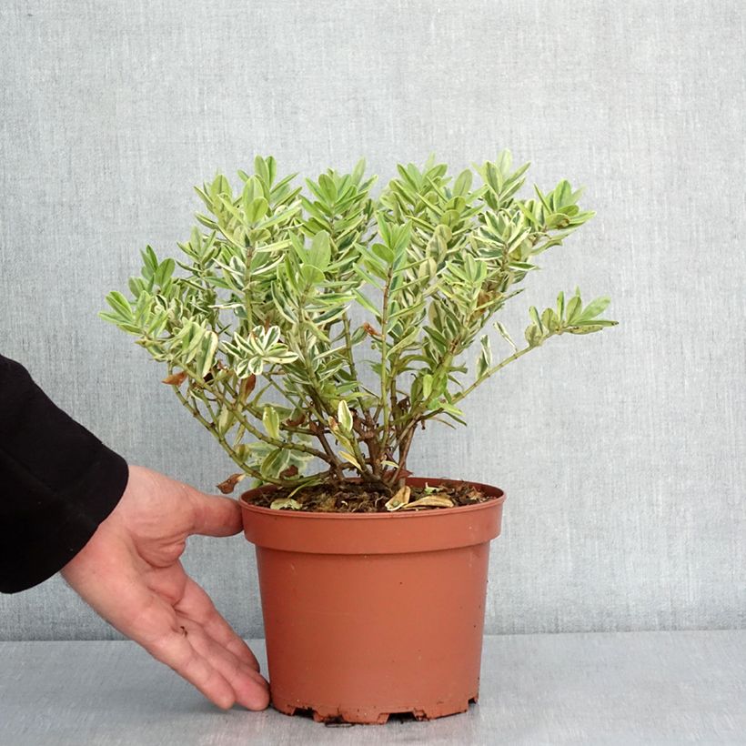 Hebe andersonii Variegata - Veronica Vaso da 2L/3L esemplare consegnato in inverno