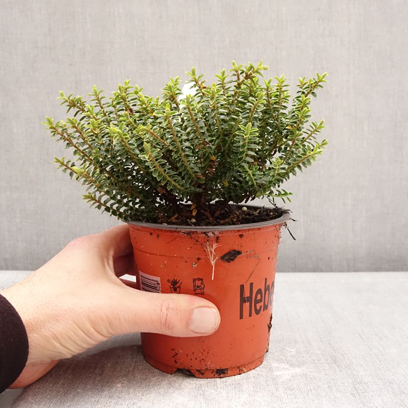 Hebe buxifolia - Veronica Vaso da 1,5L/2L esemplare consegnato in inverno