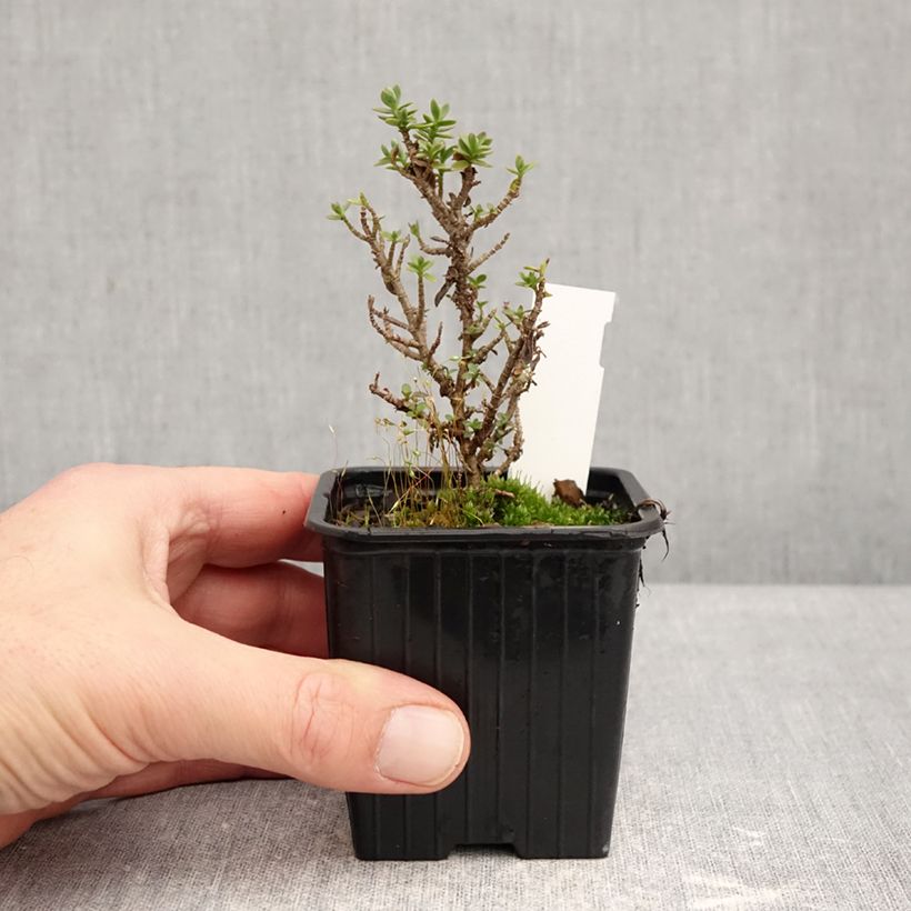 Hebe carnulosa - Veronica Vasetto da 8/9 cm esemplare consegnato in inverno