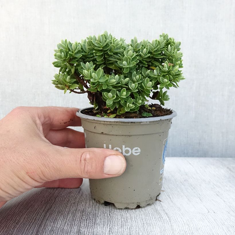 Esemplare di Veronica Cobb Valley - Hebe Vaso da Ø 10 cm/11 cm come consegnato in autunno