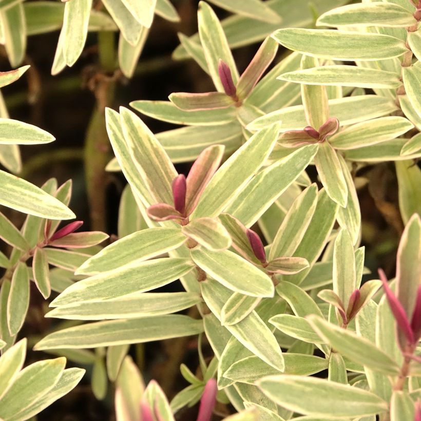 Hebe iBE Colour Dream - Veronica (Fogliame)