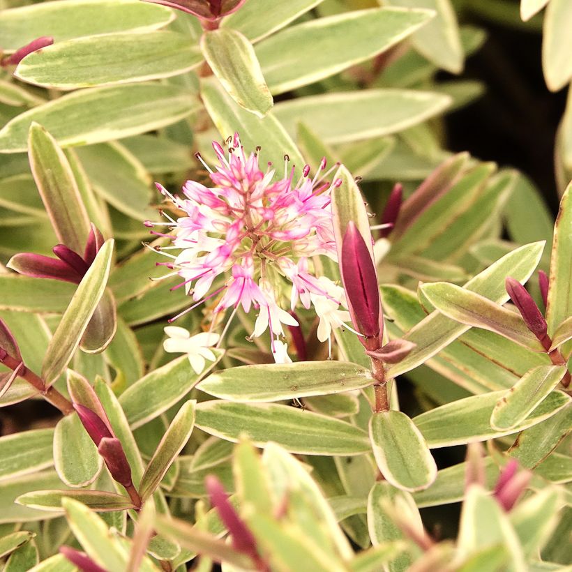Hebe iBE Colour Dream - Veronica (Fioritura)