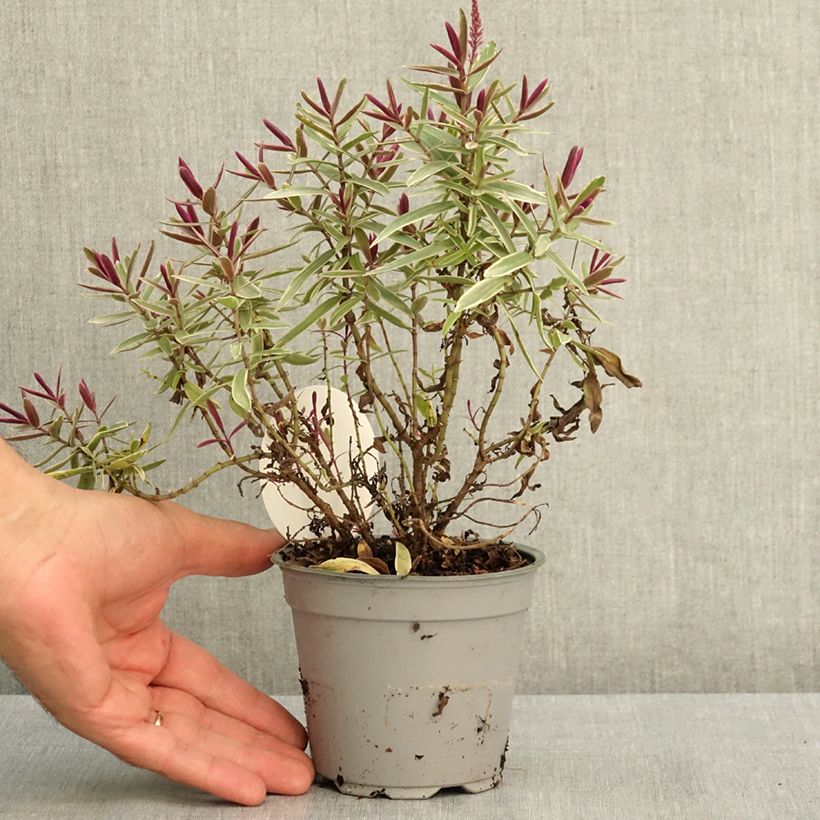 Esemplare di Hebe iBE Colour Dream - Veronica Vaso da Ø 12 cm / 13 cm consegnato in estate