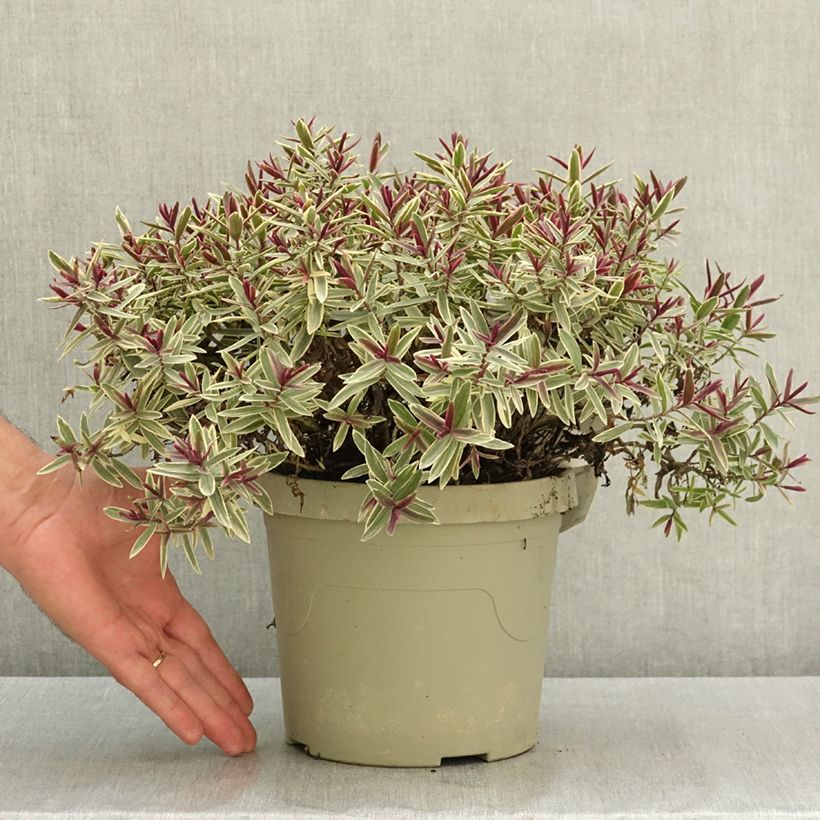 Esemplare di Hebe iBE Colour Dream - Veronica Vaso da 3L/4L consegnato in estate