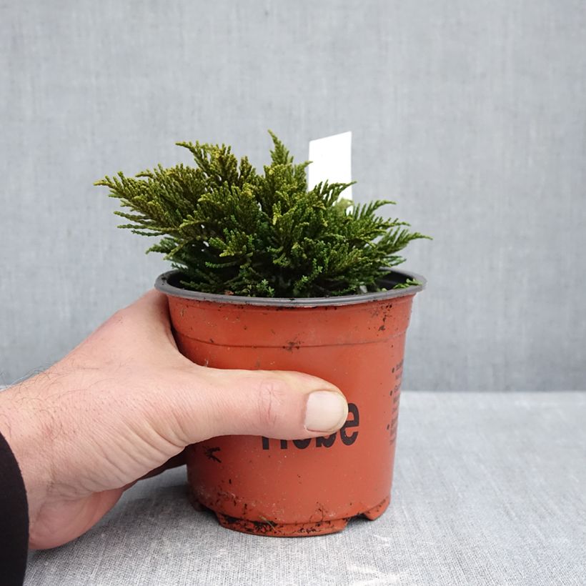 Esemplare di Hebe ochracea - Veronica Vaso da 1,5L/2L come consegnato in autunno