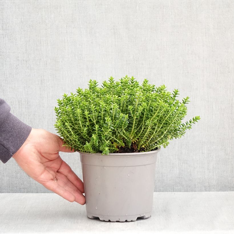 Hébé odora Nana - Véronique arbustive naine Vaso da 1,5L/2L esemplare consegnato in primavera