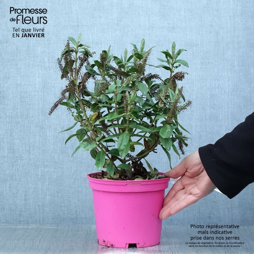 Veronica Ouessant - Hebe Vaso da 2L/3L esemplare consegnato in inverno