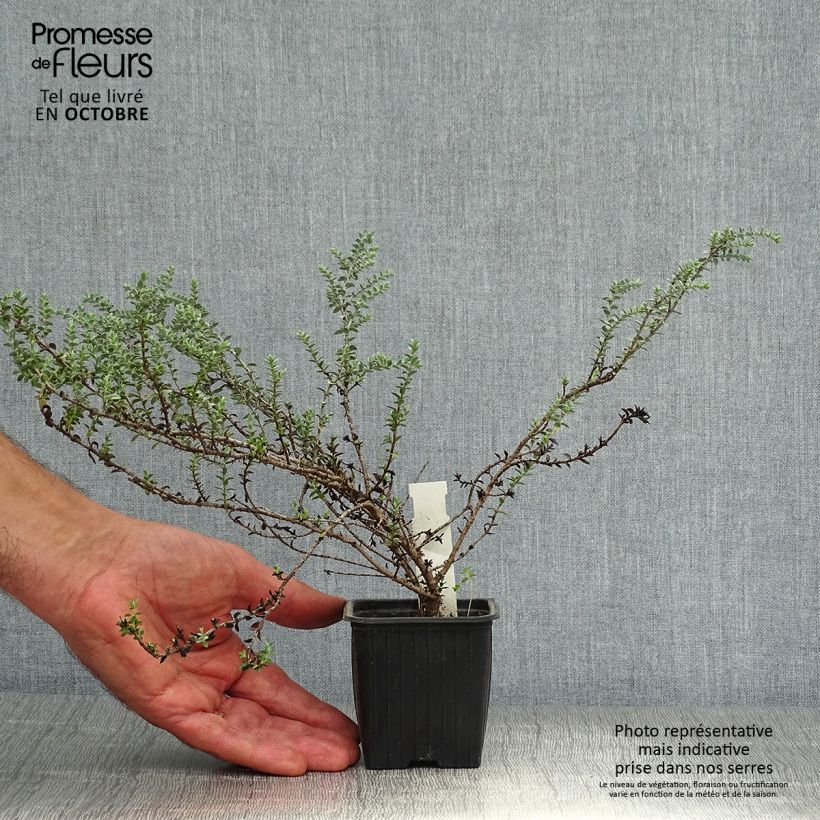 Esemplare di Hebe pimeleoides Quicksilver - Veronica Vasetto da 8/9 cm come consegnato in autunno