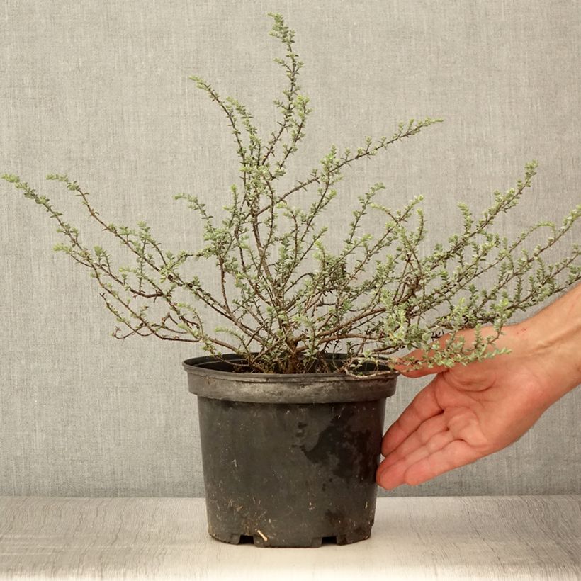 Esemplare di Hebe pimeleoides Quicksilver - Veronica Vaso da 3L/4L consegnato in estate