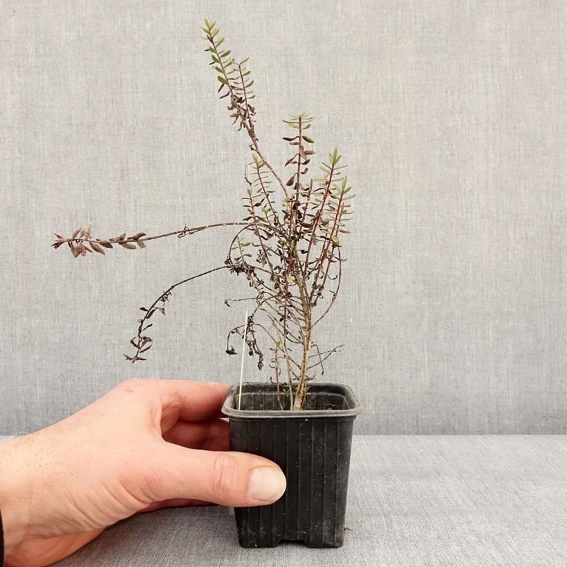 Veronica Pink Paradise - Hebe Vasetto da 8/9 cm esemplare consegnato in inverno