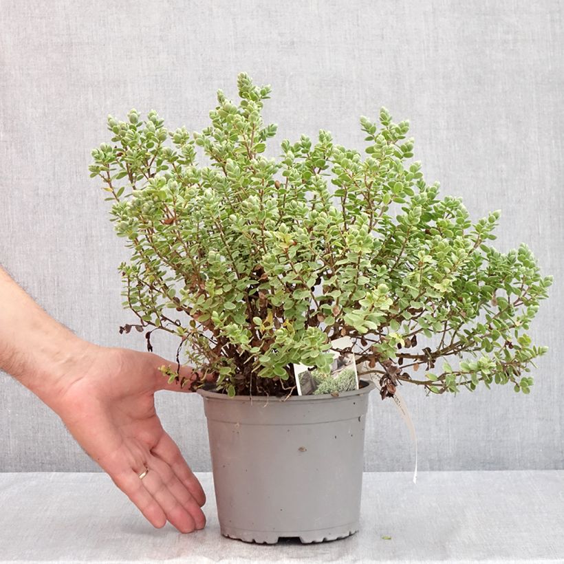 Esemplare di Hebe topiaria - Veronica Vaso da 1,5L/2L consegnato in estate