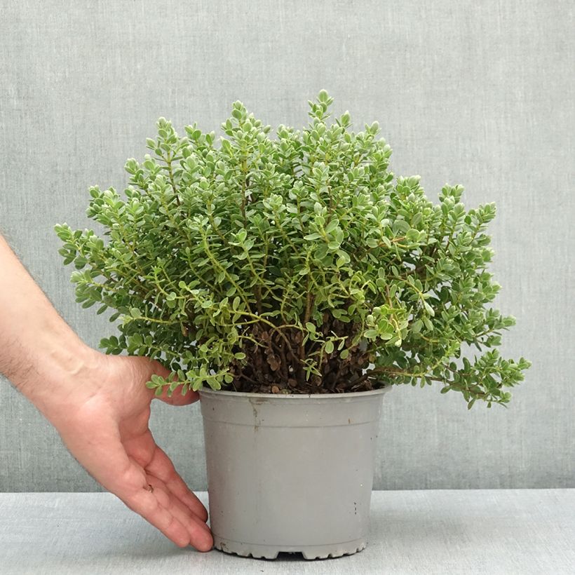 Hebe topiaria - Veronica Vaso da 1,5L/2L esemplare consegnato in primavera