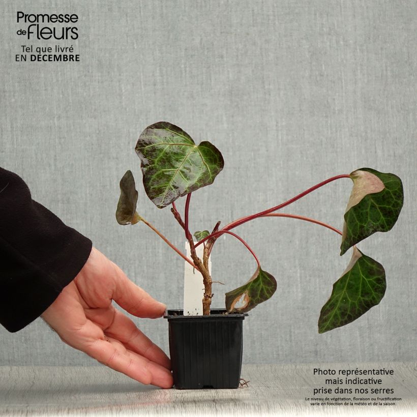 Hedera algeriensis - Edera algerina Vasetto da 8/9 cm esemplare consegnato in inverno