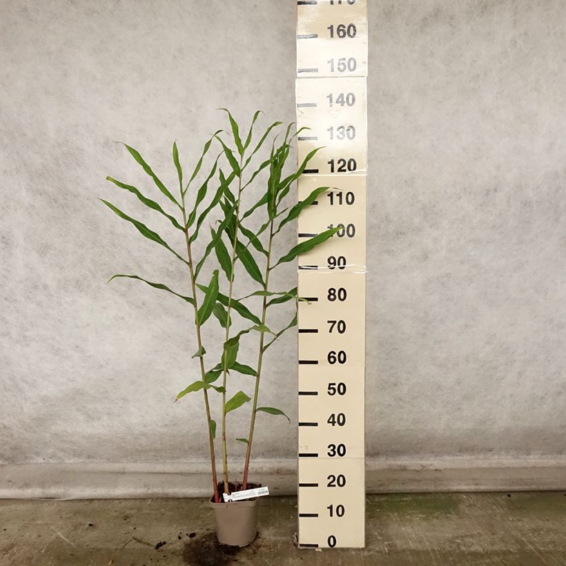 Esemplare di Hedychium Dixter Vaso da 3L/4L come consegnato in autunno