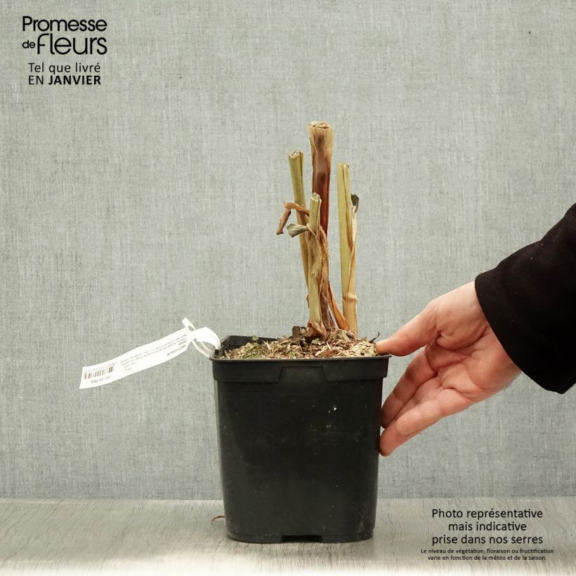 Hedychium Dixter Vaso da 3L/4L esemplare consegnato in inverno