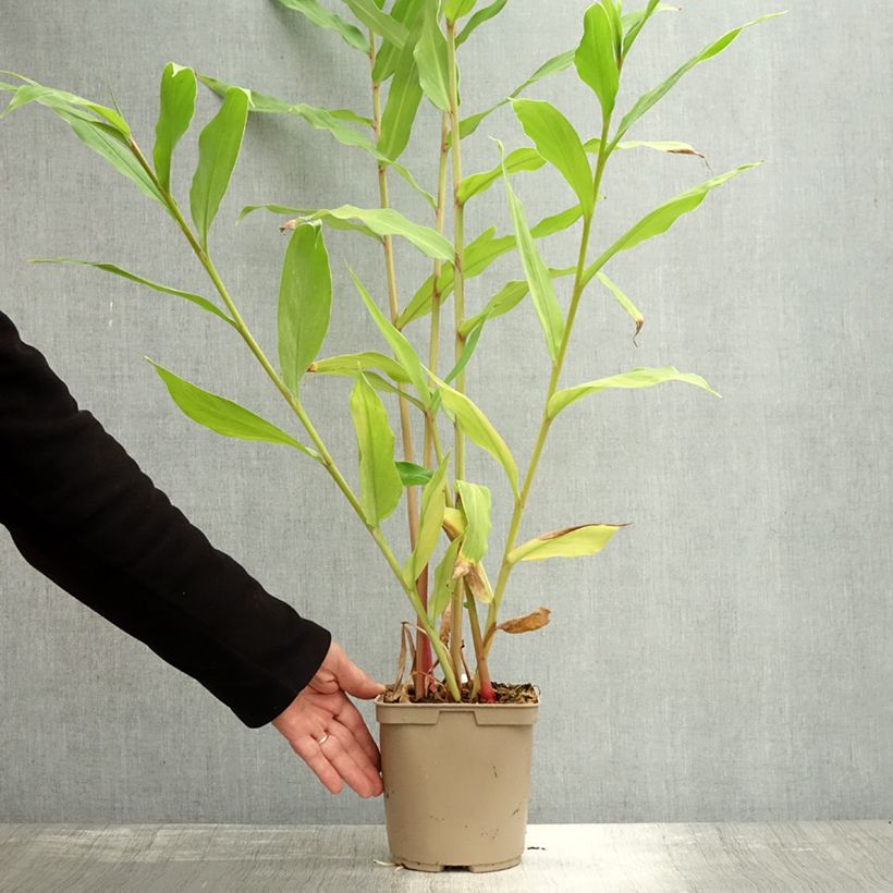 Esemplare di Hedychium coronarium Elizabeth Vaso da 3L/4L come consegnato in autunno